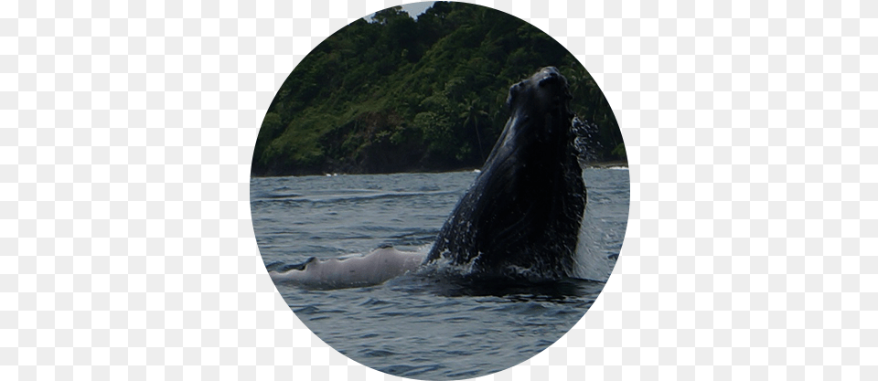 Whale Watching Grey Whale, Animal, Mammal, Sea Life, Bear Free Transparent Png