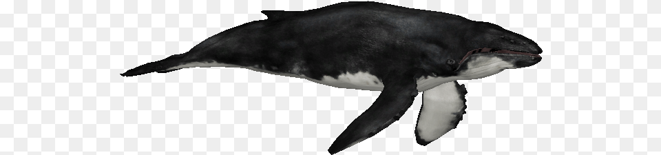 Whalehumpbackzs Zt2 Downloads Humpback Whale, Animal, Mammal, Sea Life, Fish Free Transparent Png
