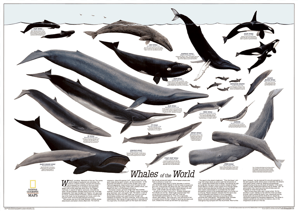 Whales National Geographic Whale Poster, Animal, Fish, Sea Life, Dolphin Free Transparent Png