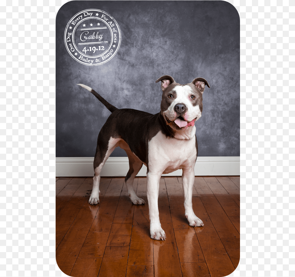 What A Cool Dog Pit Bull, Wood, Hardwood, Flooring, Floor Free Png