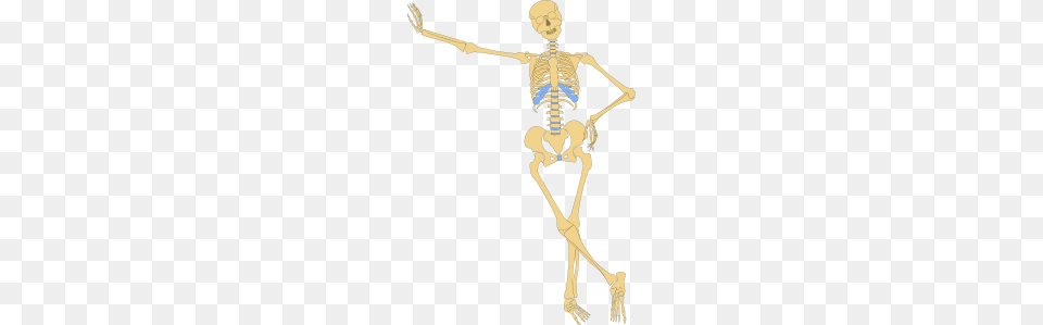 What Are Bones, Skeleton, Person Free Transparent Png