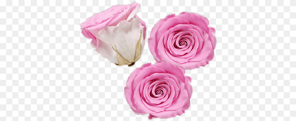 What Are Preserved Roses See Our Luxury Roses Eternal Floribunda, Flower, Petal, Plant, Rose Free Transparent Png