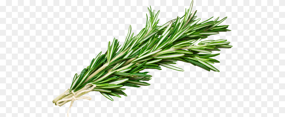 What Are The Health Benefits Of Rosemary Rosemary, Herbal, Herbs, Plant, Tree Free Transparent Png