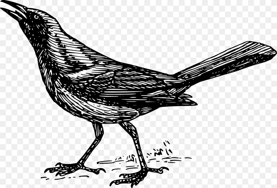 What Are Those Massive Flocks Of Black Birds In High Grackle Clipart, Gray Free Transparent Png