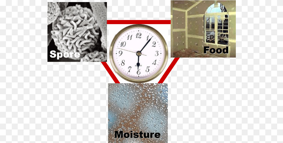 What Causes Mold To Grow Quartz Clock, Analog Clock Free Transparent Png