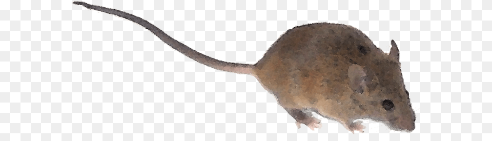 What Could Elicit This Blood Curdling Reaction A Burglar Mouse Tail, Animal, Rodent, Mammal, Fish Png Image