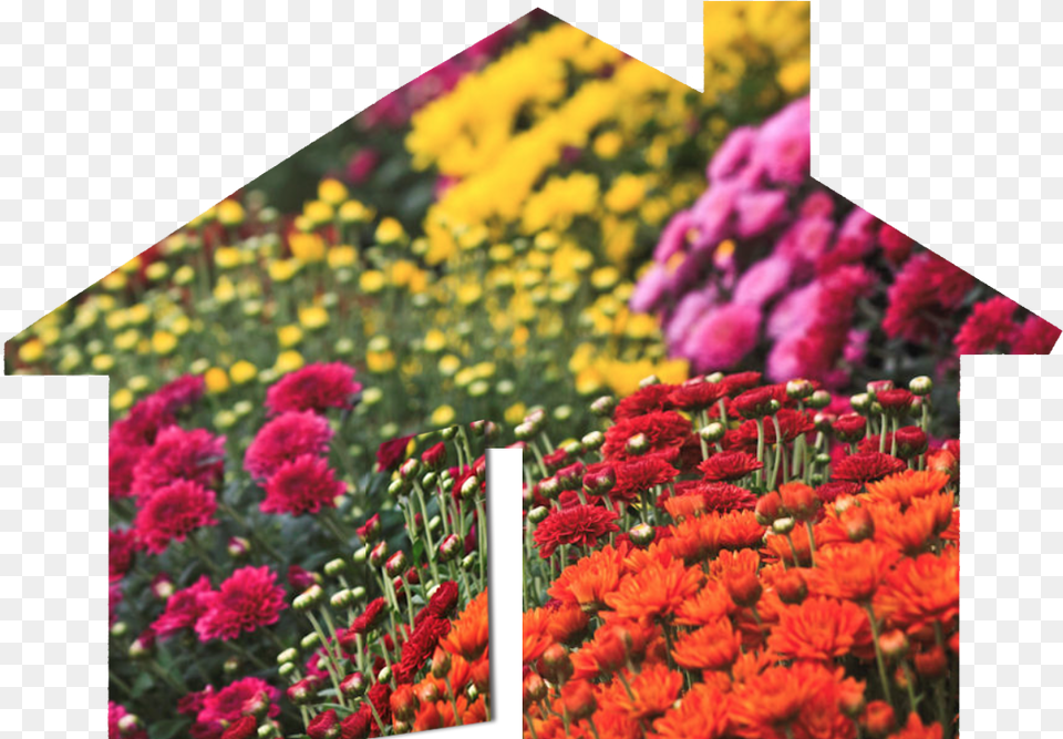 What Do Autumn Flowers Have To Do With Real Estate, Plant, Dahlia, Daisy, Flower Free Png
