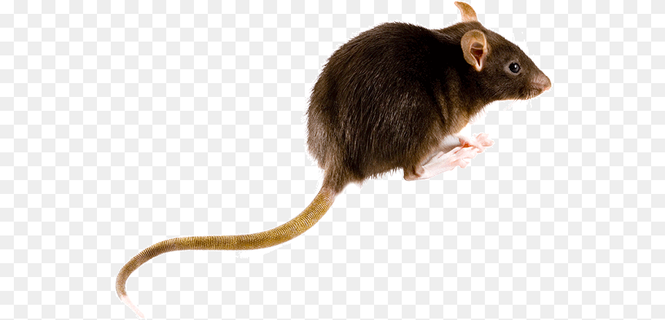 What Do Rats Look Like Brown Rat, Animal, Mammal, Rodent Free Transparent Png