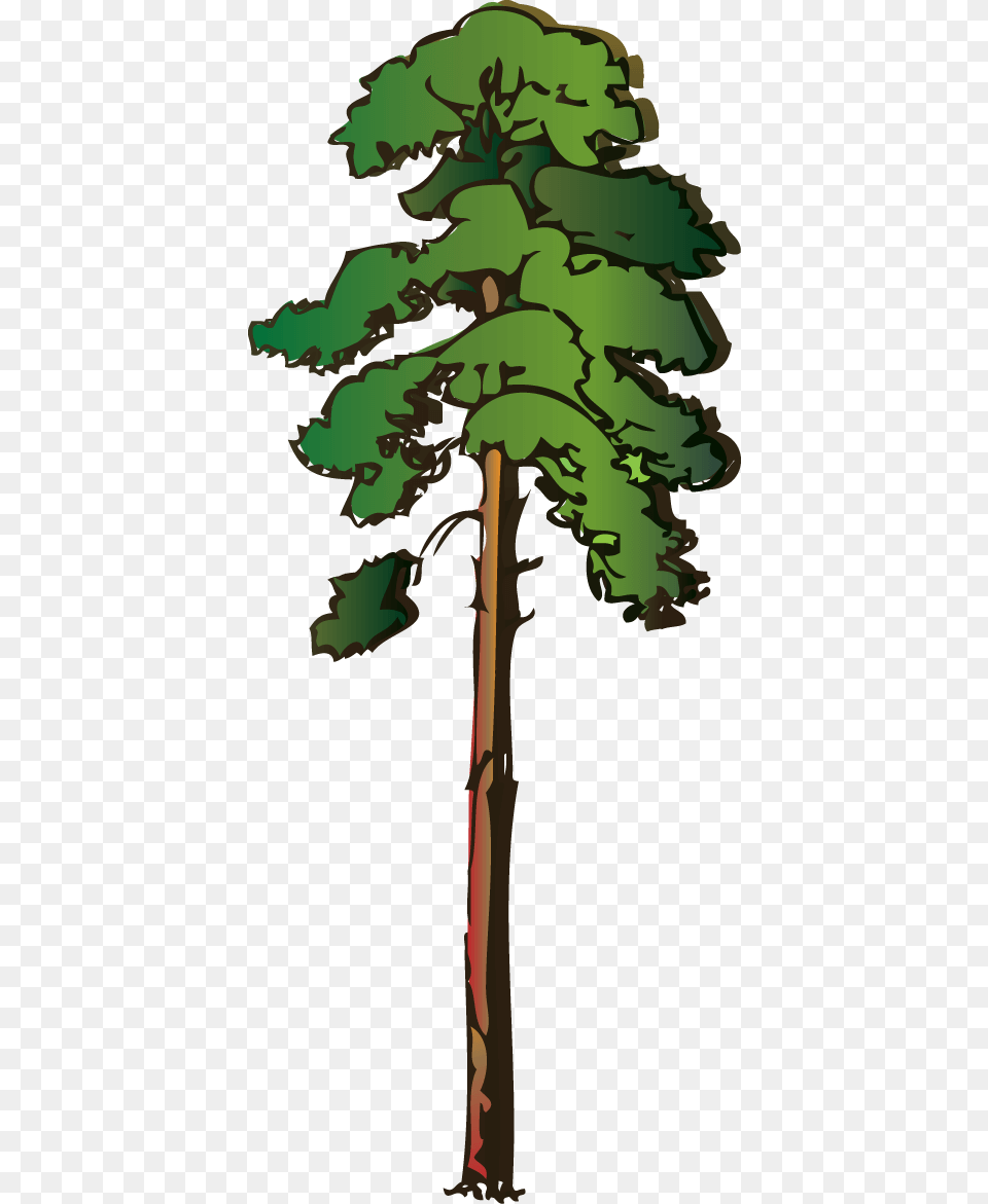 What Do The Seven Times Mean, Plant, Tree, Pine, Person Free Transparent Png