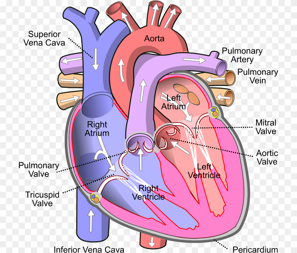 What Does The Heart Do 6 Tips For Health Fit Human Heart, Dynamite, Weapon Free Png