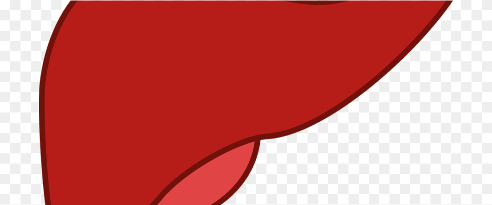 What Does The Liver Do Liver, Flower, Petal, Plant Free Transparent Png