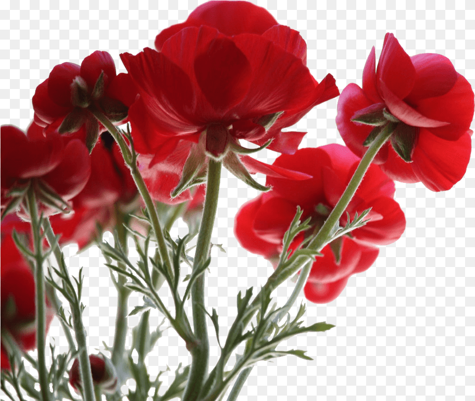 What Flowers Should I Buy For A Funeral Provenzano Lanza Flowers View, Flower, Geranium, Petal, Plant Png Image