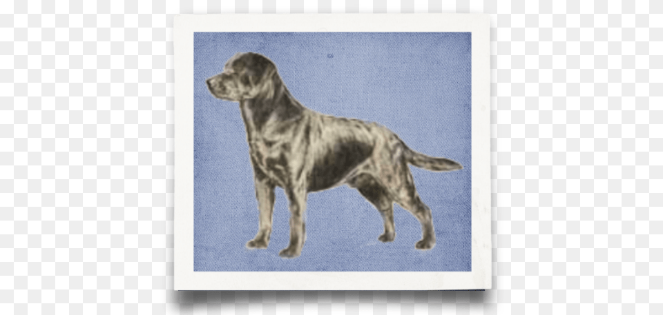 What Is A Labrador Labrador, Animal, Canine, Dog, Mammal Free Png
