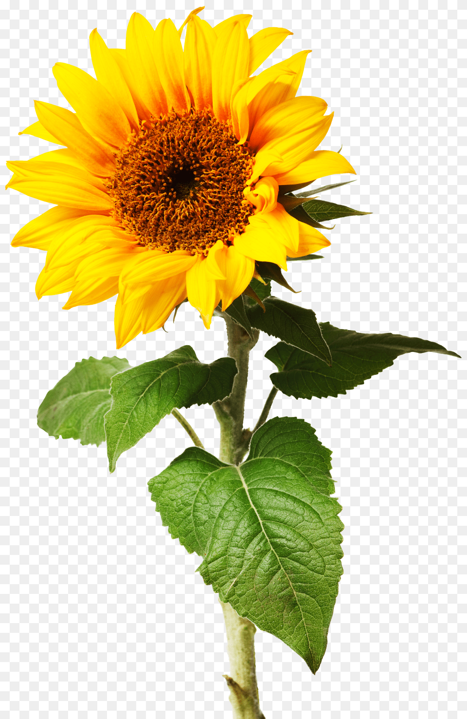 What Is A Plant Different Types Of Plants Dk Find Out, Flower, Sunflower Free Png Download