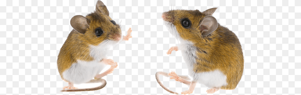 What Is A Rodent Deer Mouse, Animal, Mammal, Rat, Pet Png