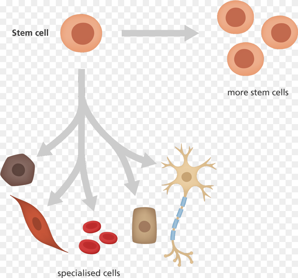 What Is A Stem Cell Stem Cells And Specialised Cells, Juggling, Person Free Transparent Png