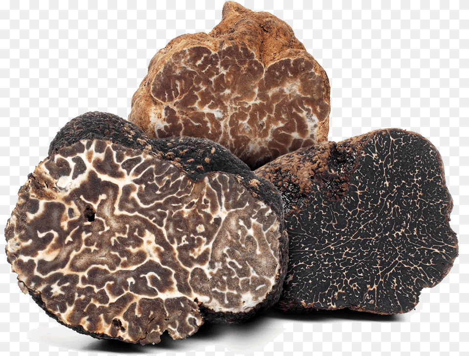 What Is A Truffle Truffle Mushrooms, Rock, Fungus, Plant, Mushroom Free Transparent Png