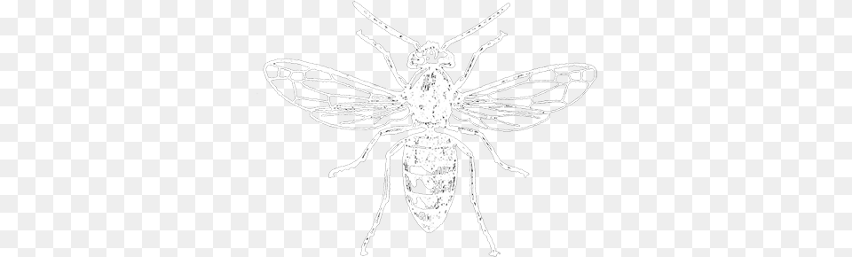 What Is A Vespiary The Insects, Animal, Bee, Insect, Invertebrate Free Transparent Png