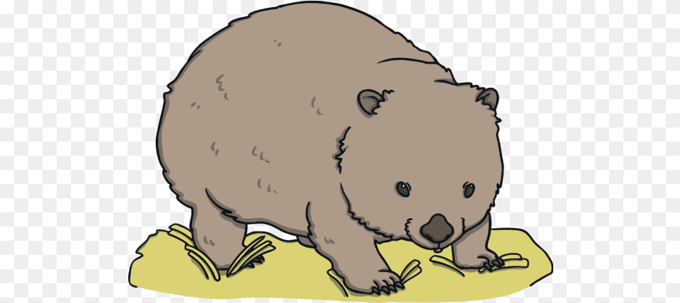 What Is A Wombat Animal Figure, Mammal, Baby, Person, Wildlife Free Png Download