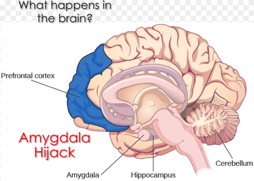 What Is An Amygdala Hijack In The Brain Thalamus On Brain, Baby, Person, Face, Head Free Transparent Png