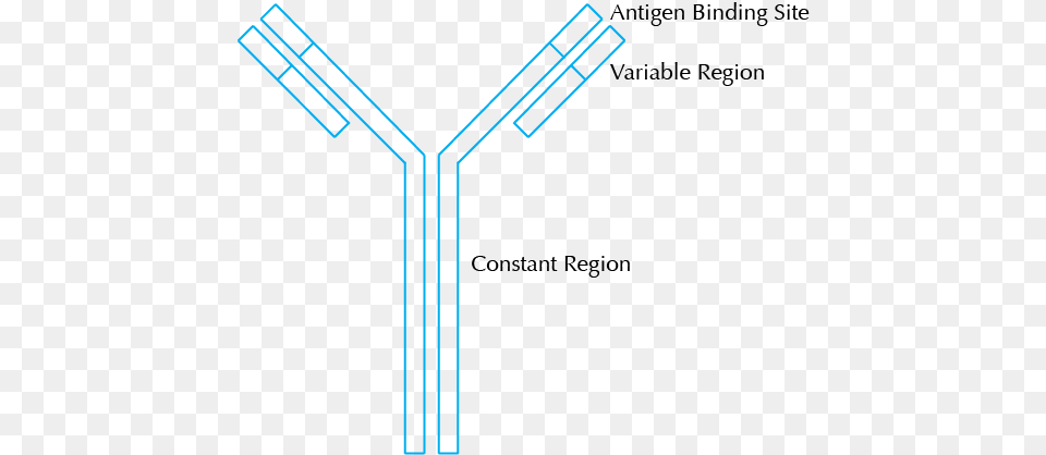 What Is An Antibody Antibody Diagram, City Free Transparent Png