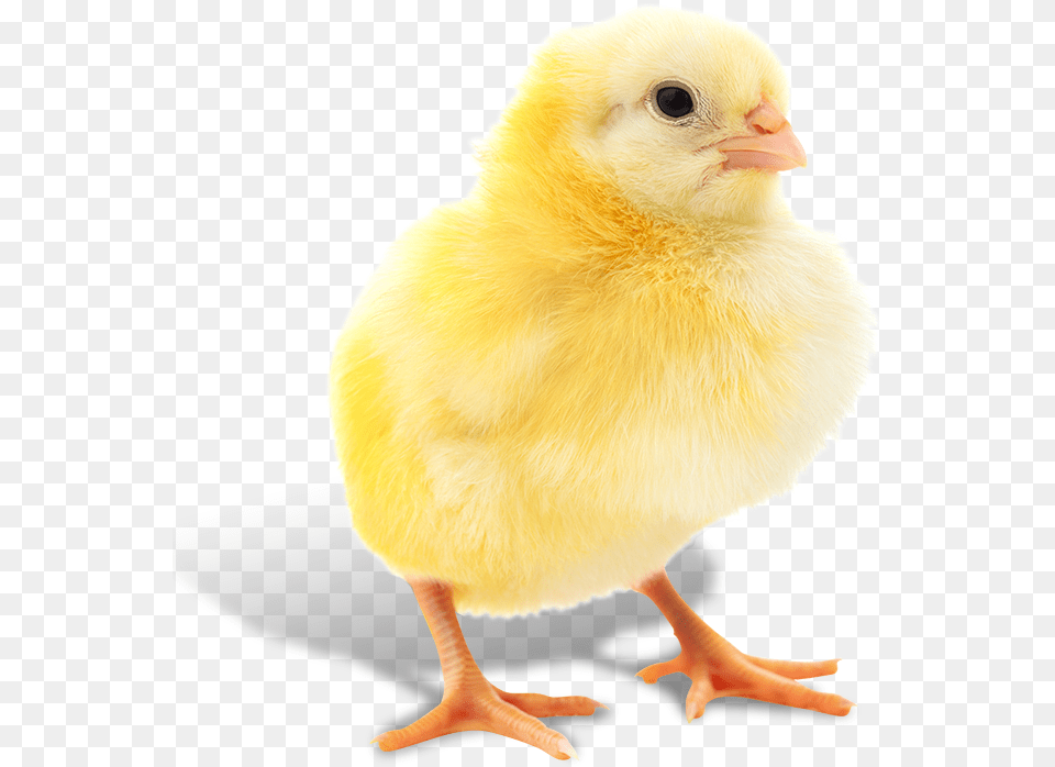 What Is Animal Science Animal, Bird, Chicken, Fowl, Poultry Png