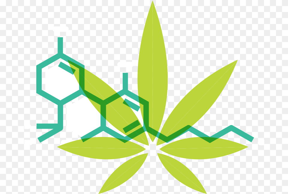 What Is Cannabis Cannabidiol, Leaf, Plant, Weed, Green Free Png