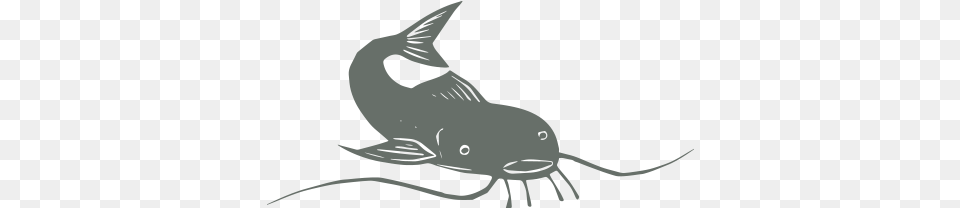 What Is Catfish Music U2014 The Real Jimbo Mathus Incinerator Catfish Clip Art, Animal, Sea Life, Fish, Shark Free Transparent Png