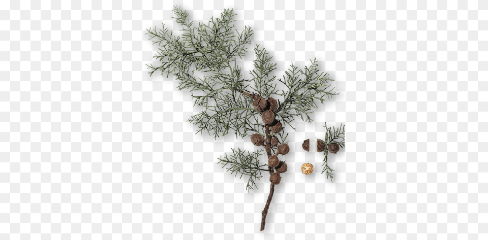 What Is Cypress Essential Oil Mexican Pinyon, Vegetable, Tree, Produce, Plant Free Transparent Png