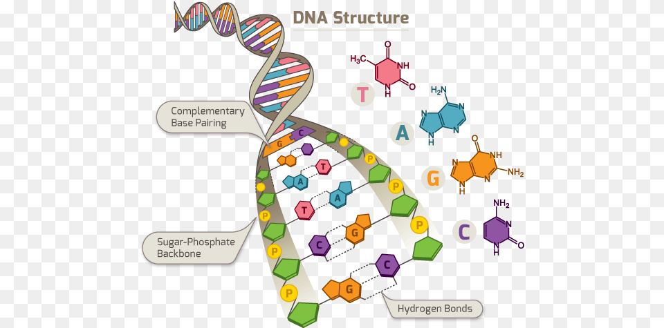 What Is Dna Dna Structure Pentose Sugar, Art, Graphics Free Transparent Png