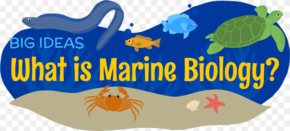 What Is Marine Biology Marine Biologist Clipart, Animal, Reptile, Sea Life, Turtle Png