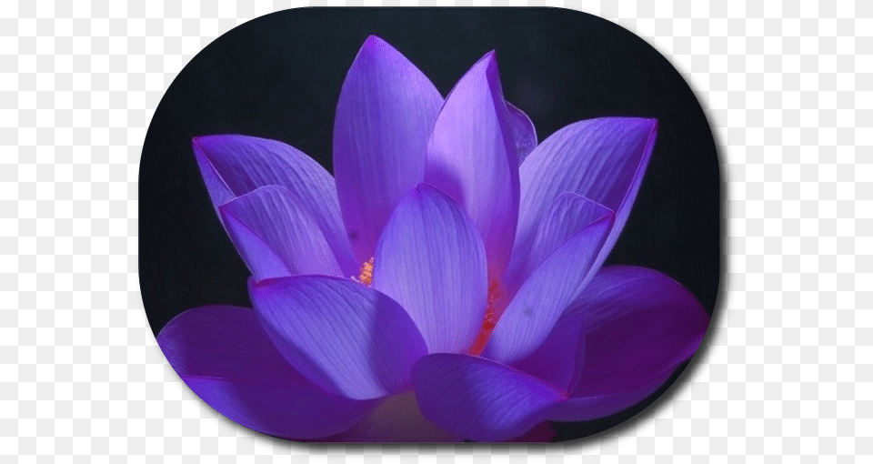 What Is Reiki Purple Lotus Flower, Plant, Petal, Crocus Free Transparent Png