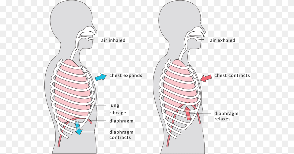 What Is Rib Flare Know If You Have Neck Ribs, Head, Body Part, Person, Face Png Image