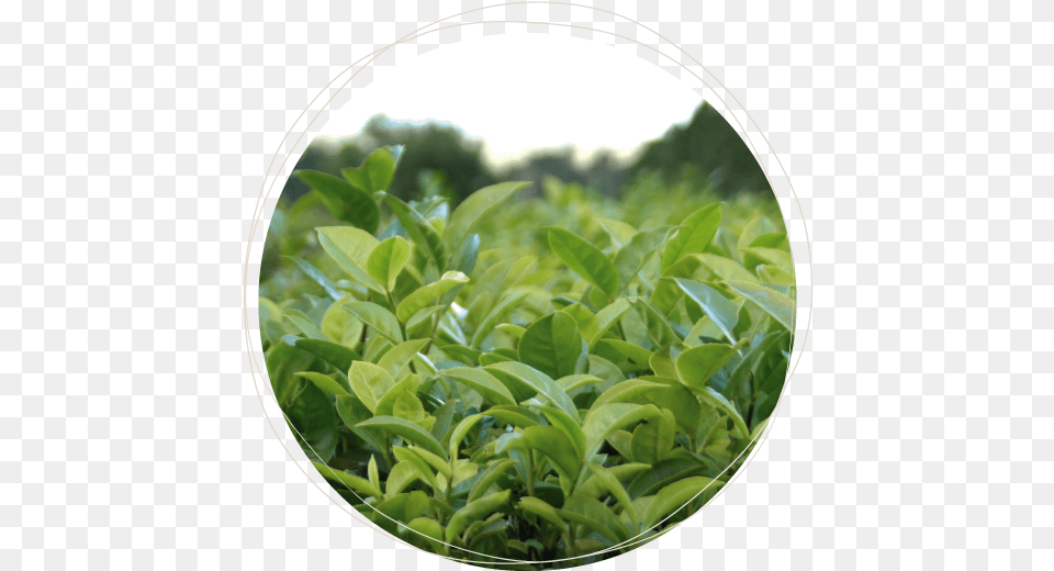 What Is Tea Hojas De T, Leaf, Plant, Beverage, Green Tea Free Transparent Png