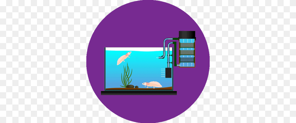 What Is The Best Filter For Axolotl Axolotl, Animal, Aquarium, Aquatic, Fish Png