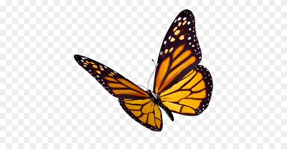 What Is The Difference Between A Moth And A Butterfly, Animal, Insect, Invertebrate, Monarch Free Transparent Png