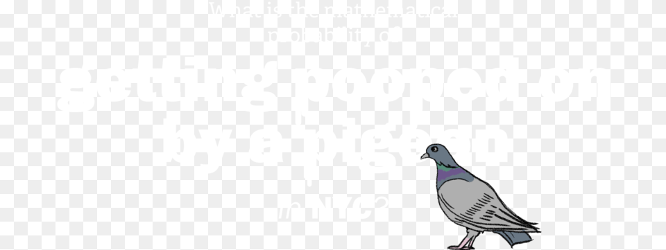 What Is The Mathematical Probability Of Getting Pooped Pigeons Doing Math, Animal, Bird, Quail, Pigeon Png Image