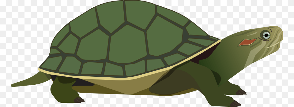 What Is Your Favorite Genre Common Map Turtle, Animal, Reptile, Sea Life, Tortoise Free Png