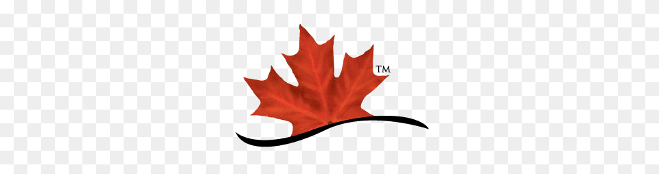 What Makes Canadian Beef So Great Consumers Believe Its Canada, Leaf, Plant, Tree, Maple Leaf Png Image