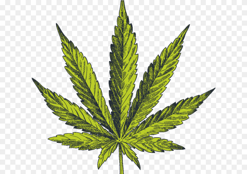 What Makes Cannabis So Effective Marijuana Leaf, Plant, Weed, Hemp Png Image