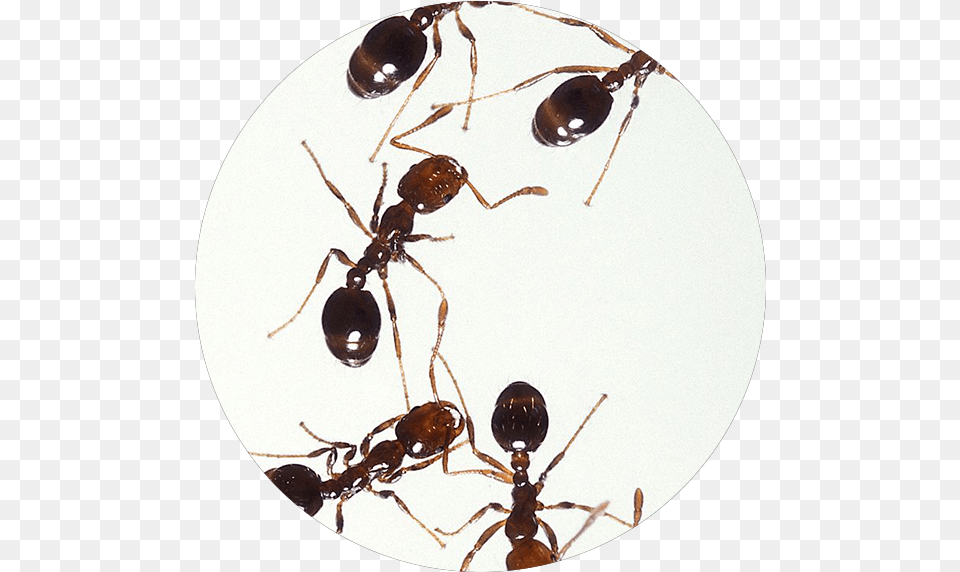 What Pest Is This Boot Ants, Animal, Ant, Insect, Invertebrate Free Png Download
