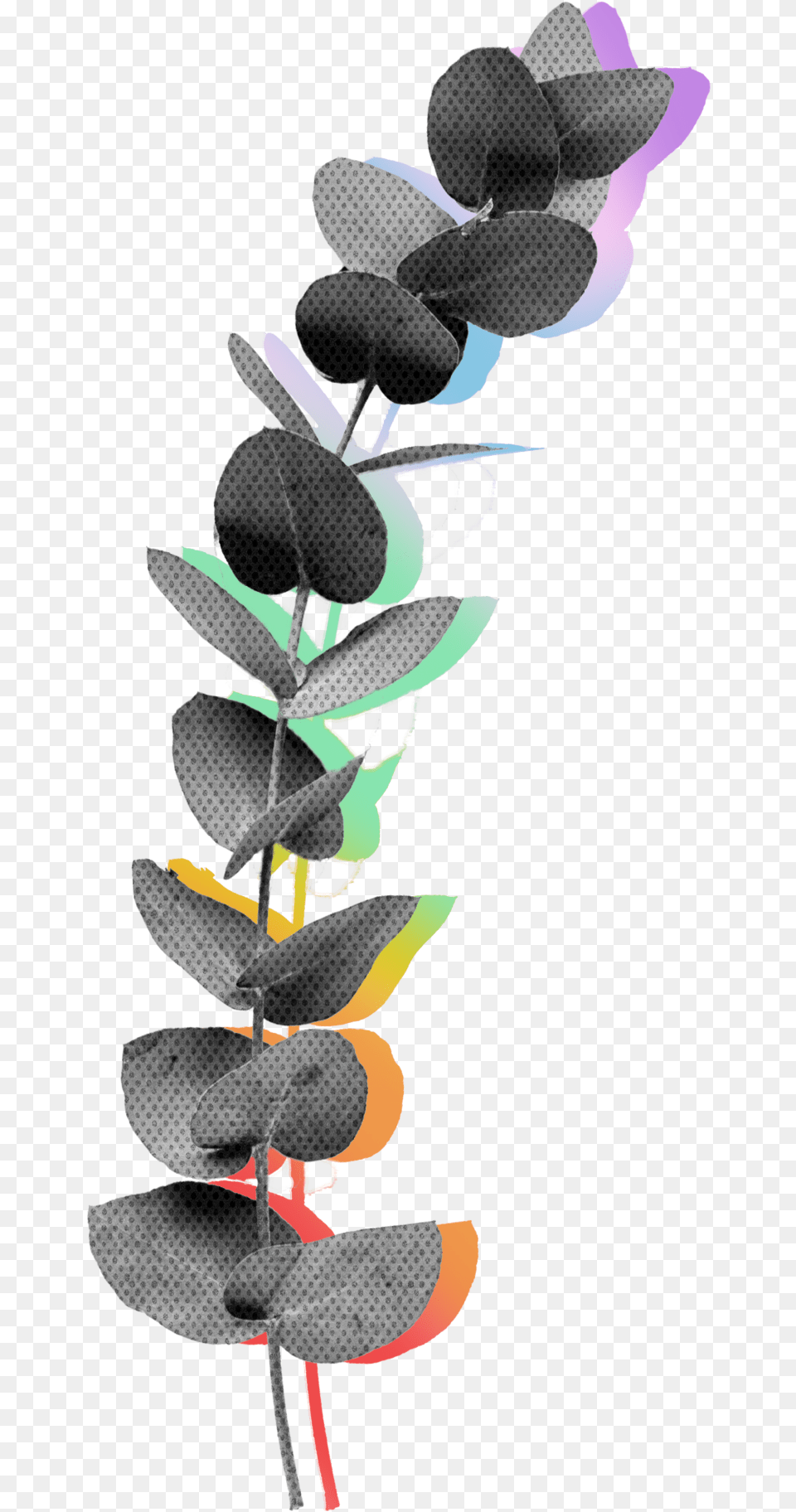 What Sets The Eucalyptus Apart Is That It39s A Tree, Art, Graphics, Light, Traffic Light Png Image