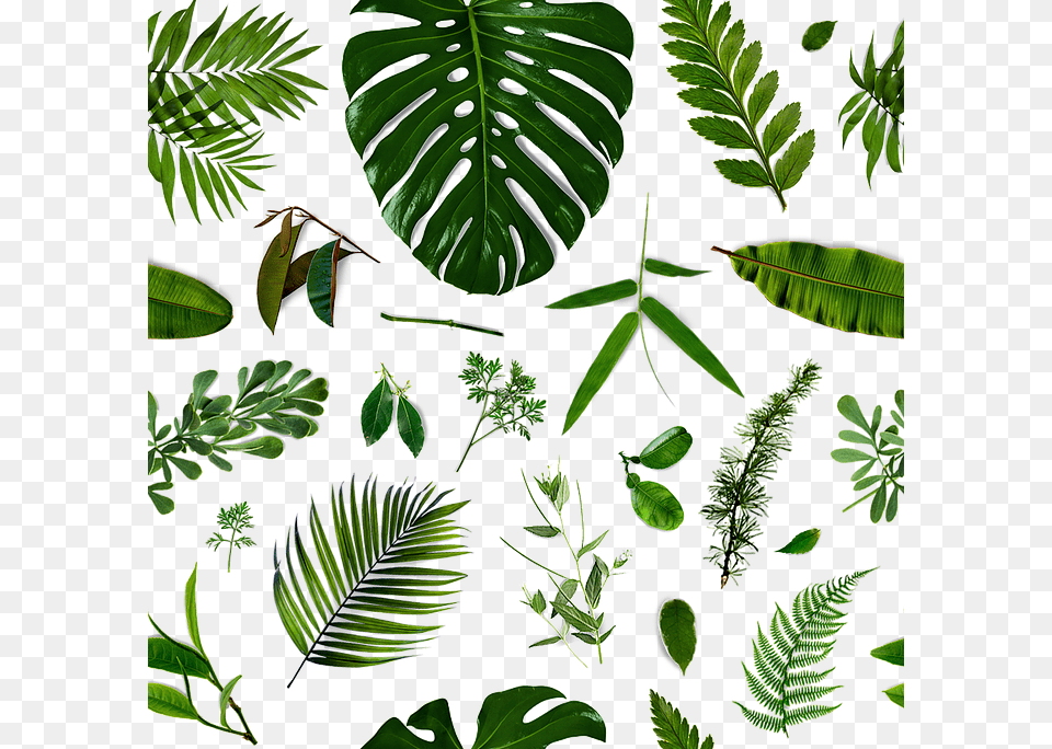 What Steepers Say About Our Tea I Play Park, Fern, Leaf, Plant, Vegetation Png Image
