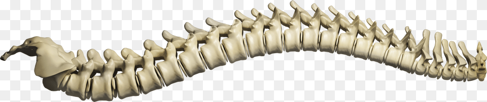 What We Offer Spine Free Transparent Png