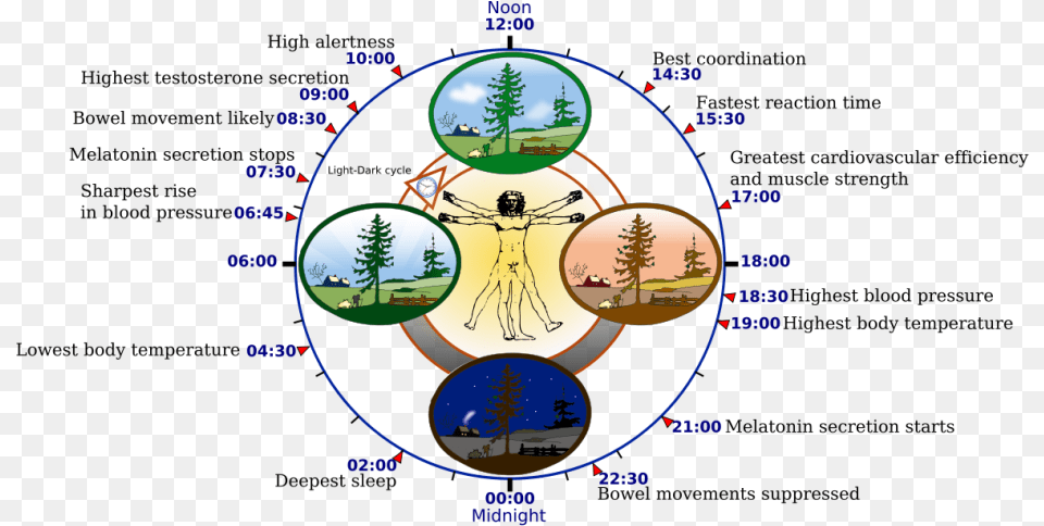 What Would Krishna Do Human Circadian Rhythm, Night, Outdoors, Nature, Plant Free Transparent Png