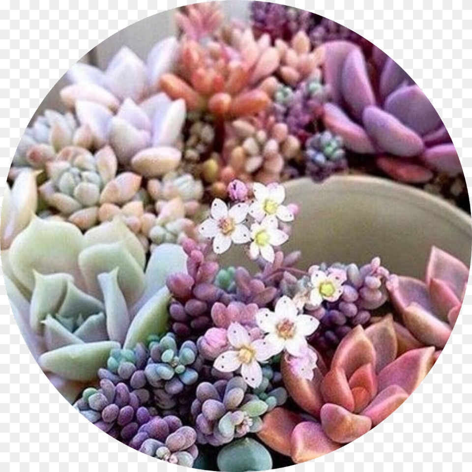 What Would You Guys Like To See More Offace Reveal Succulent Plant, Photography, Flower, Petal, Pottery Png