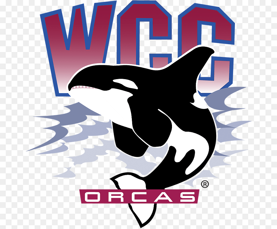 Whatcom Orcas, Animal, Sea Life, Mammal, Orca Png Image