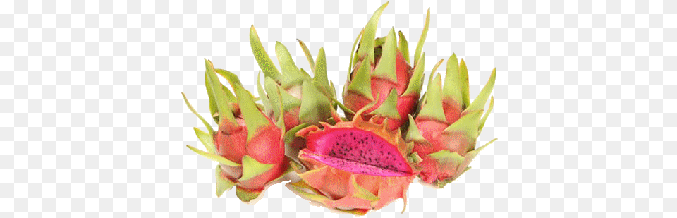 Whats Cosmic Charlie Dragon Fruit, Bud, Flower, Plant, Sprout Free Transparent Png