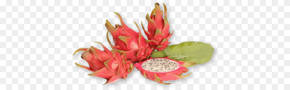 Whats Dragon Fruit Plant, Food, Produce, Flower Free Png Download