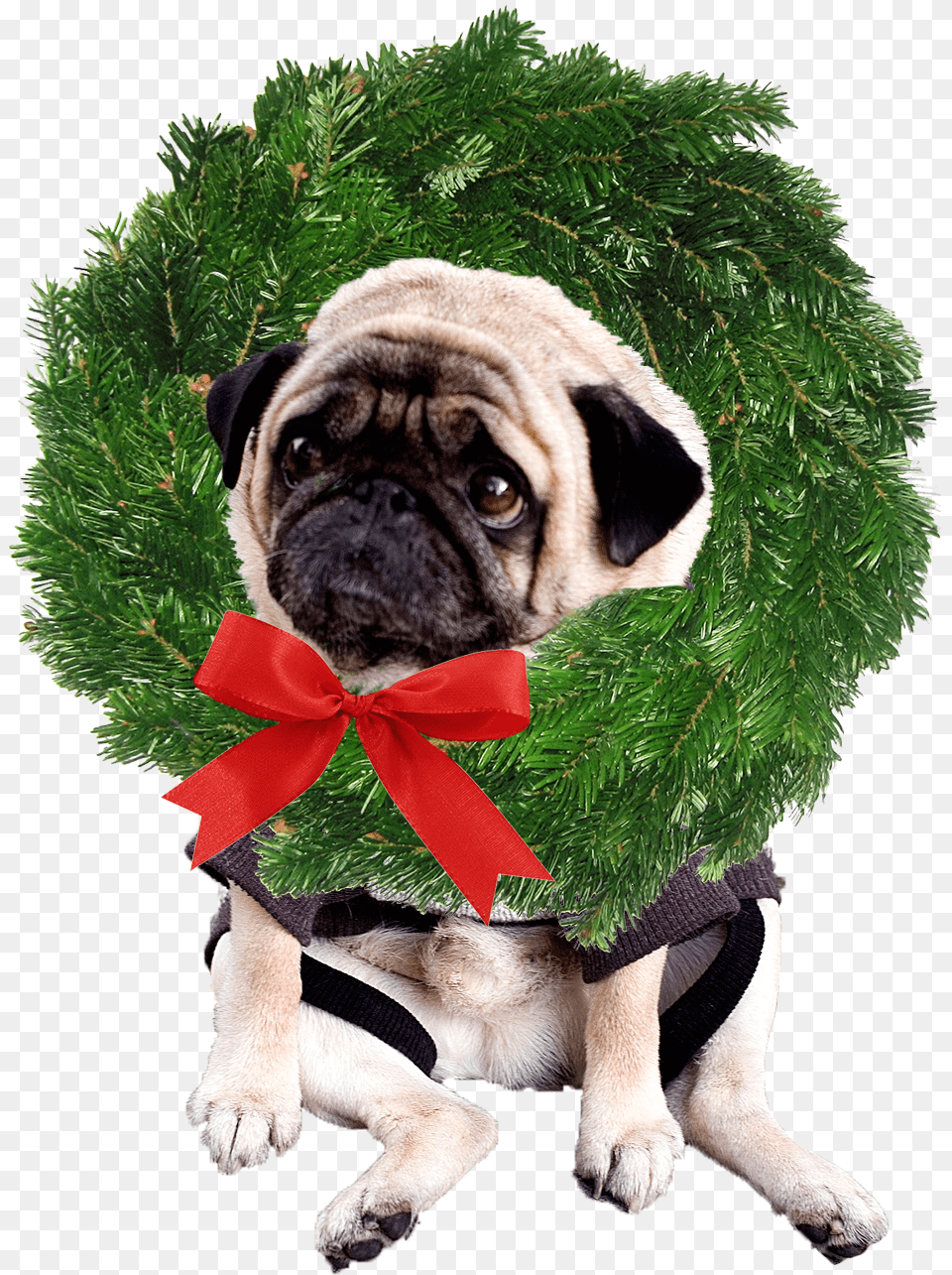 Whats That Around My Neck Pug, Animal, Canine, Dog, Mammal Free Png Download